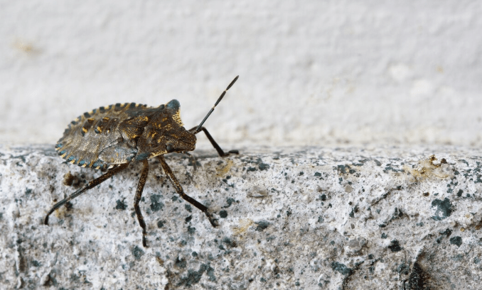 los angeles flea borne typhus
