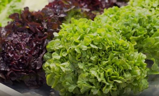 salmonella salad item recall