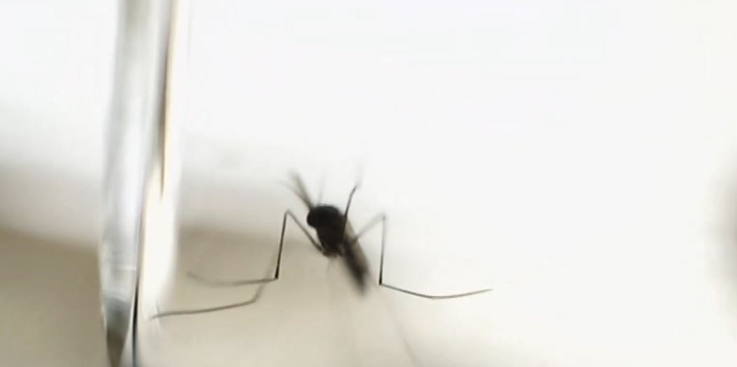 invasive mosquitoes found london invasive mosquitoes found london