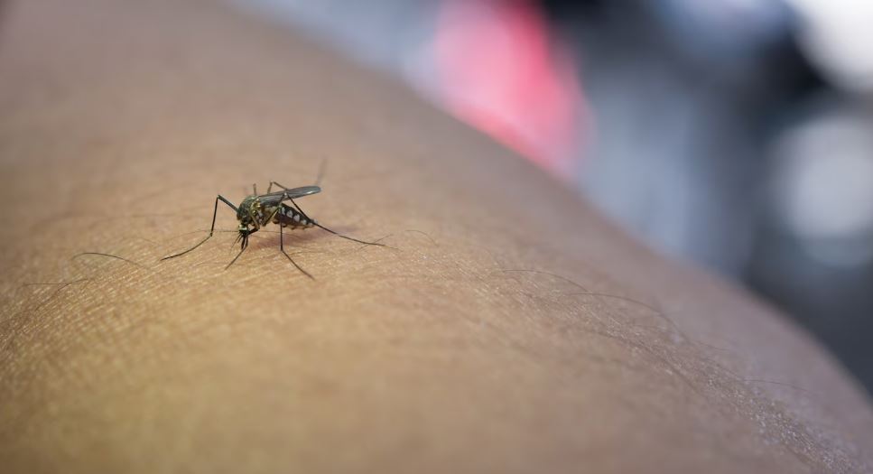 tampa bay dengue fever outbreak